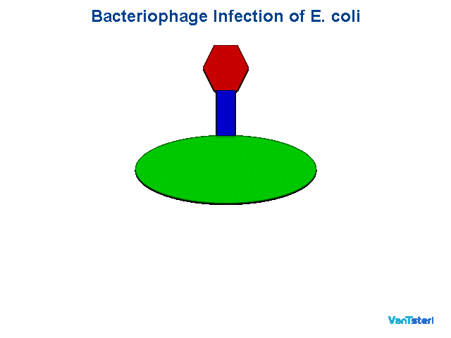 Illustrative bacteriophage infection sequence using E. coli as an example host