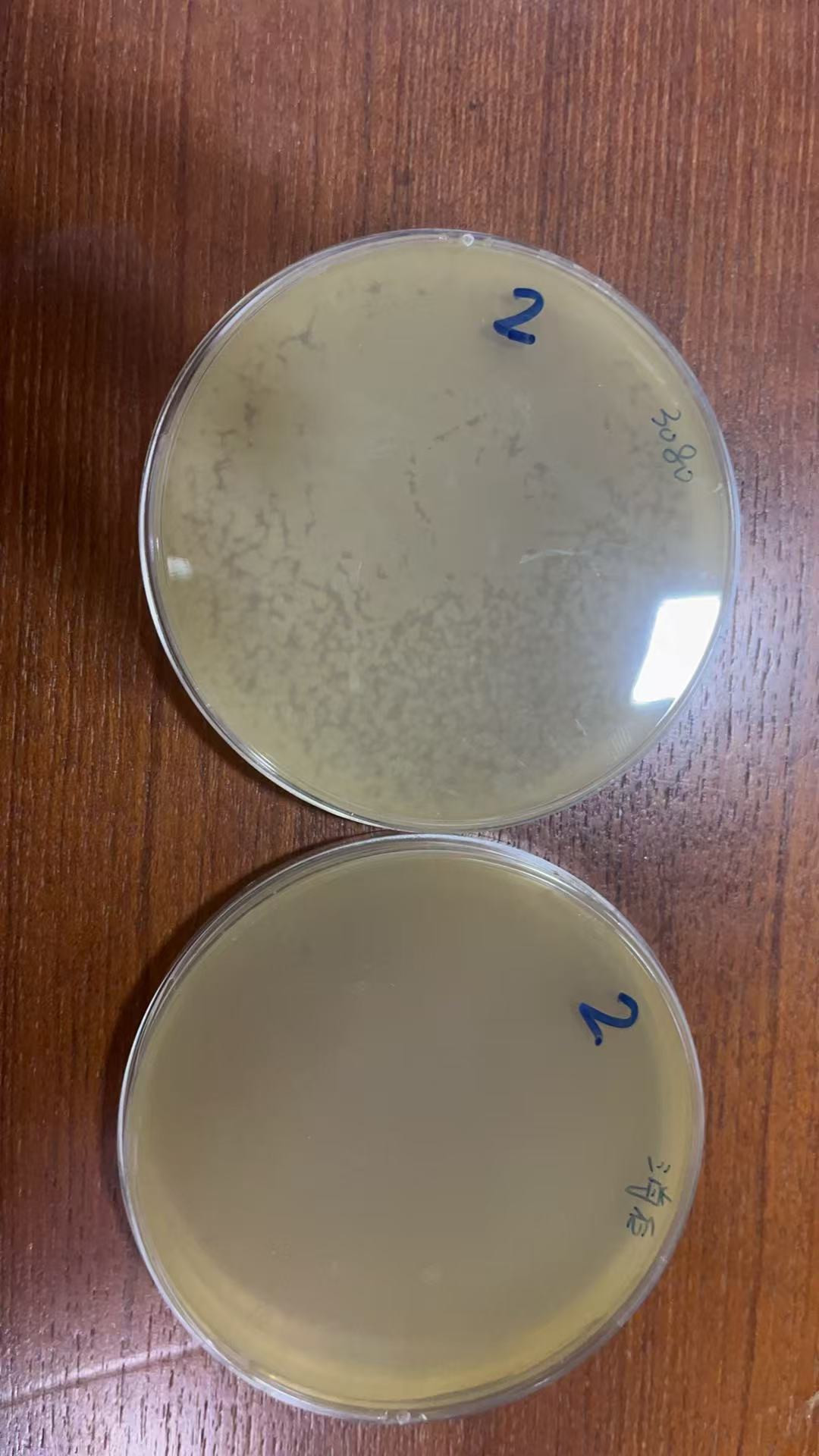 Original project laboratory photograph of positive control and post-treatment sample, displayed with a 90-degree counterclockwise rotation