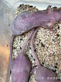 Mice in an animal housing container