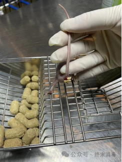 A gloved handler examining a mouse
