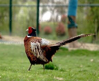 User-provided reference photograph of a long-tailed bird standing on grass beside a fence